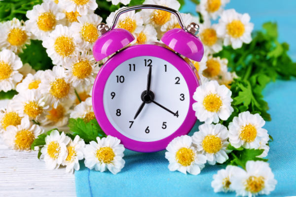 An alarm clock is surrounded by daisies to indicate that it's almost time to "Spring Forward" for Daylight Savings Time again - The Hacky Homemaker - The Easy Way to Prepare Your Baby to "Spring Forward" for Daylight Savings Time